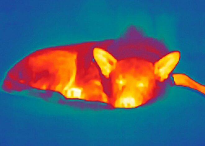 Take a Thermal Imaging Wildlife Tour: Use thermal imaging to spot wildlife