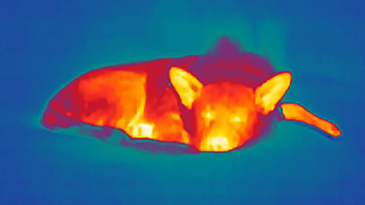 Take a Thermal Imaging Wildlife Tour: Use thermal imaging to spot wildlife