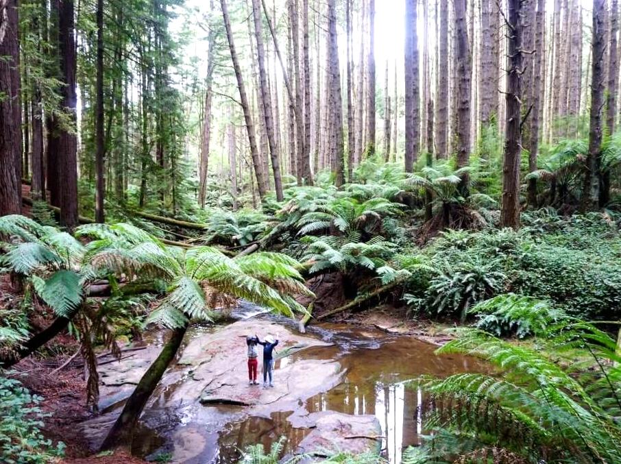 Australian Redwoods: The Sequoias of the Otways