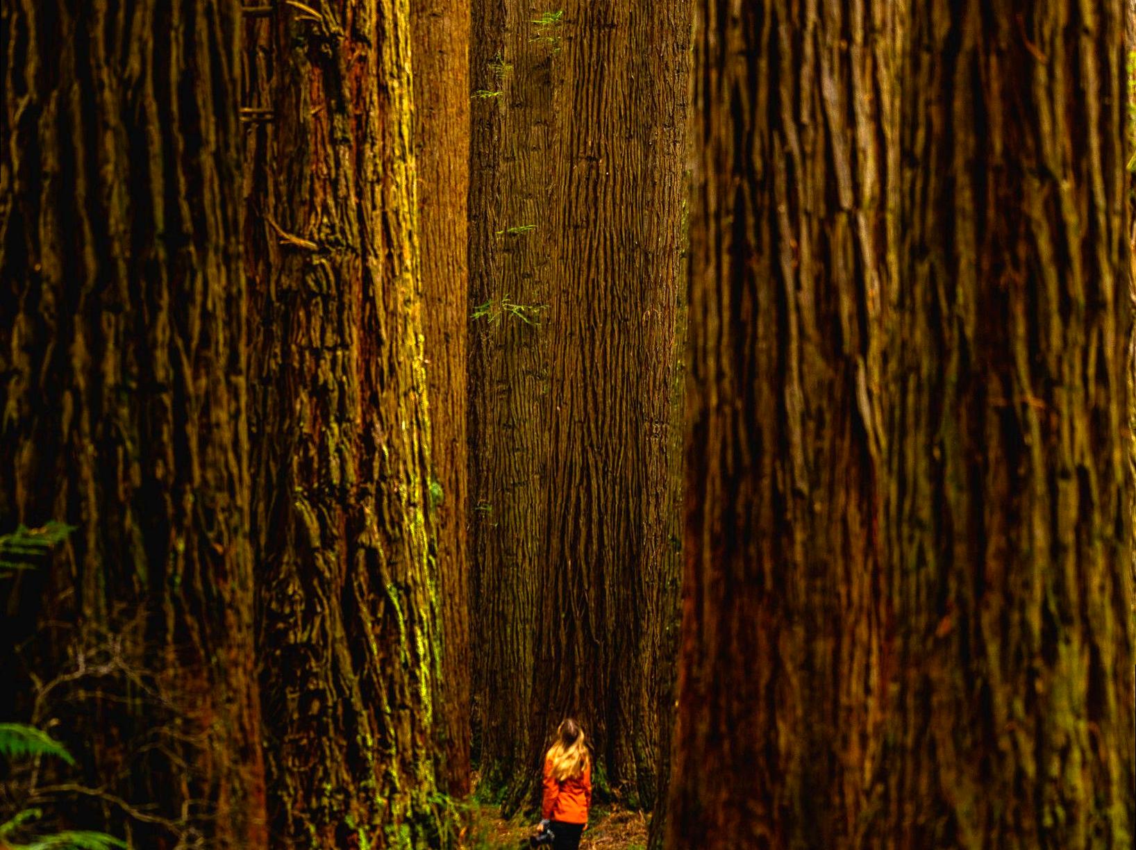 The Majestic Sequoias of Australia's Otways