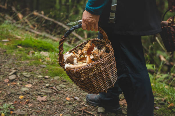 Collect Mushrooms in Autumn: Forage for mushrooms in the park