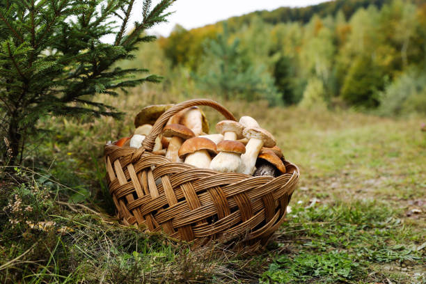 Gather Mushrooms During Fall in the Park