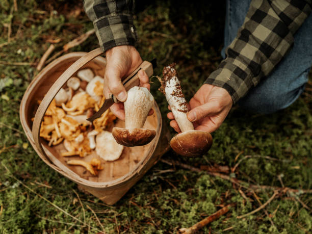 Park Mushroom Collecting in Autumn