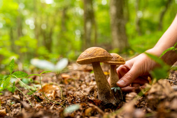 Foraging for Fall Mushrooms in the Park