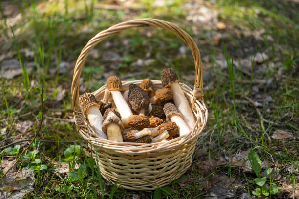 Harvesting Mushrooms in the Autumn Park