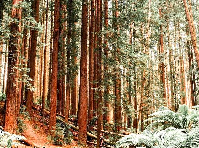 Discovering Redwoods in the Otways, Australia