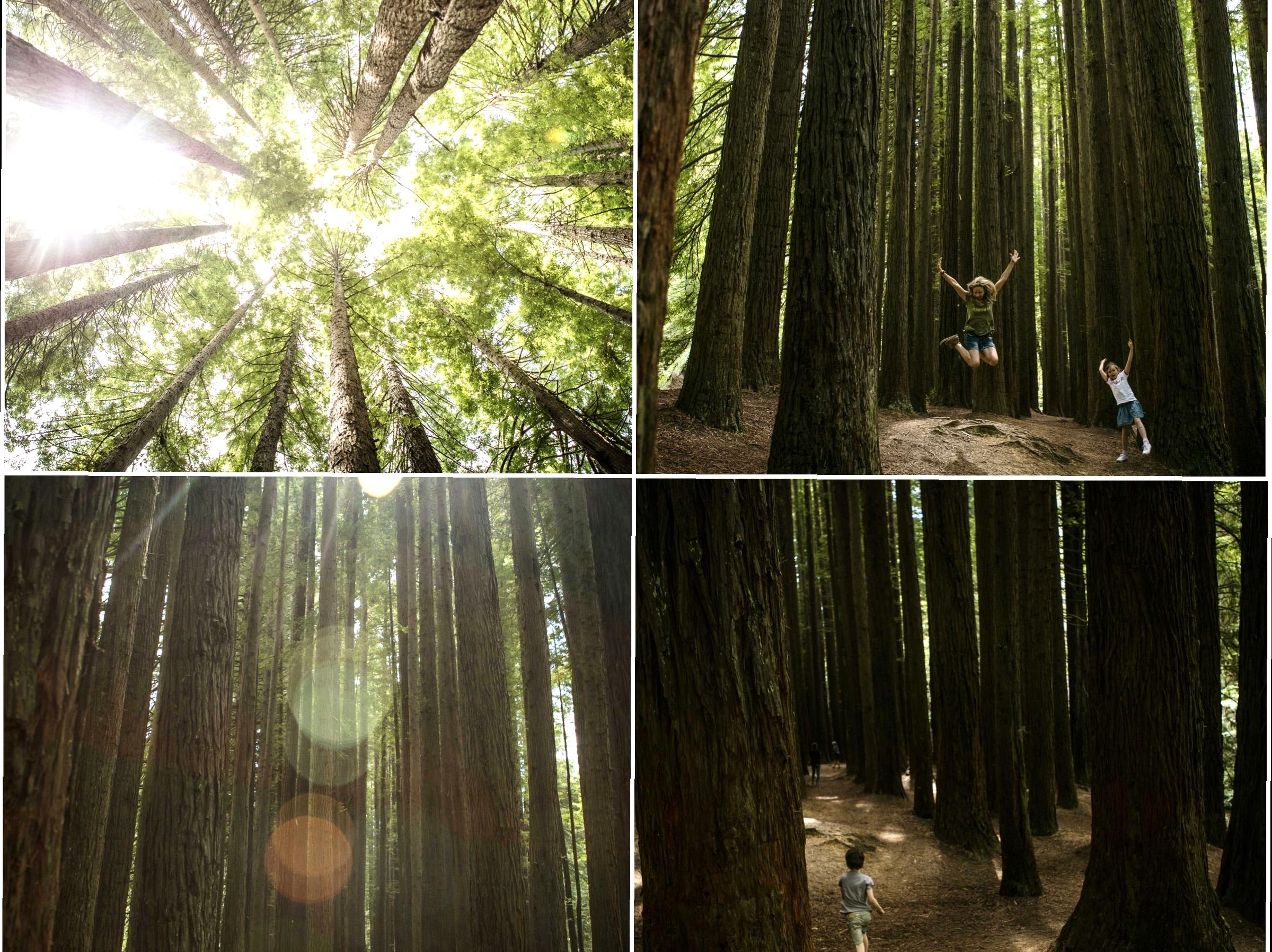 Otway's Giant Sequoias: A Natural Wonder in Australia