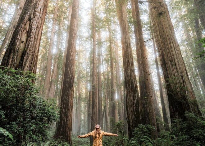 Redwoods of the Otways: Giant Sequoias in Australia