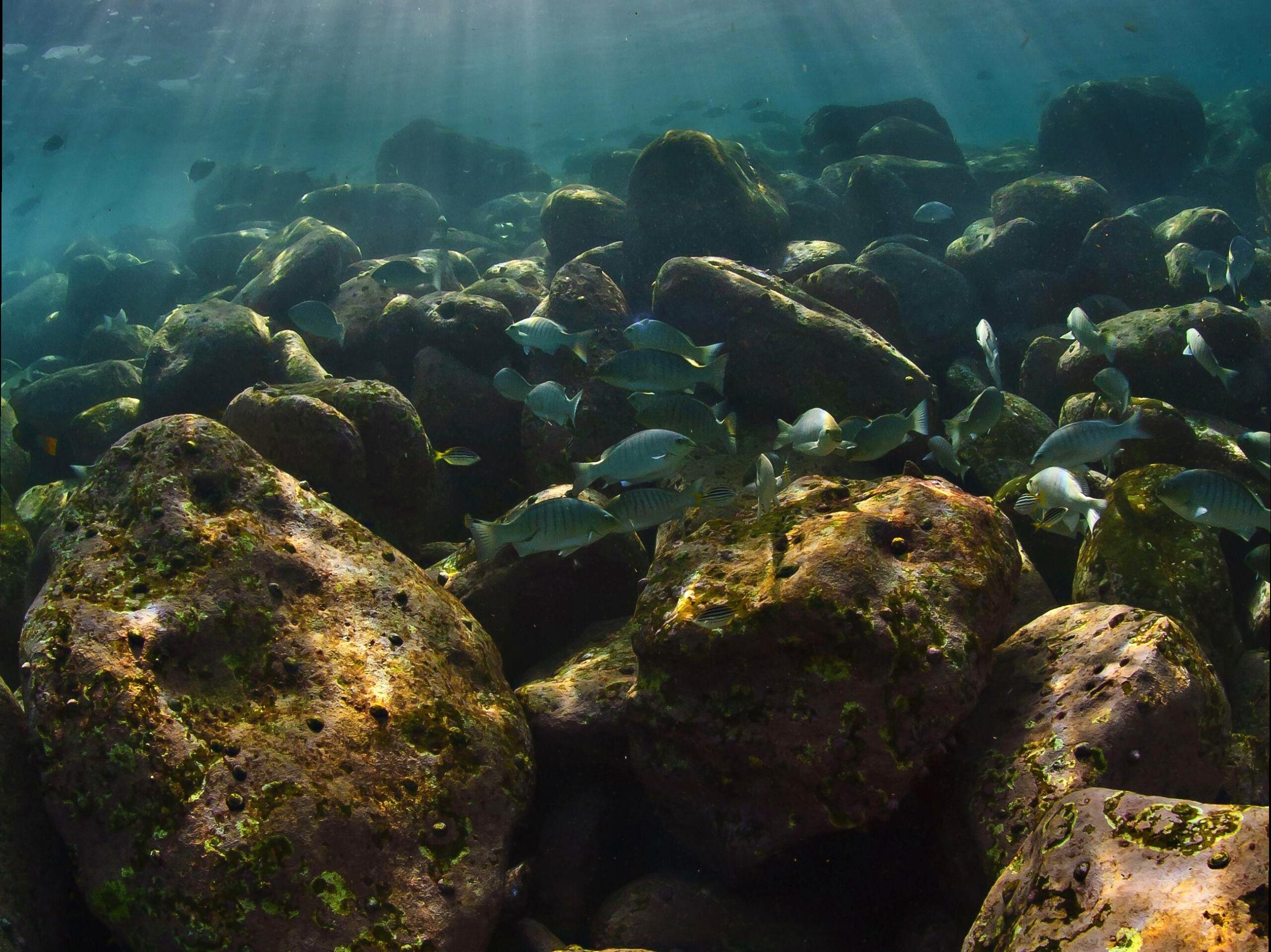 Quiet Shoreline Adjacent to Anglesea: Shelly Beach