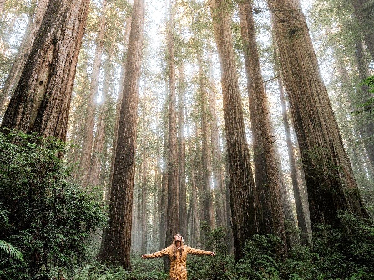 Redwoods of the Otways: Giant Sequoias in Australia